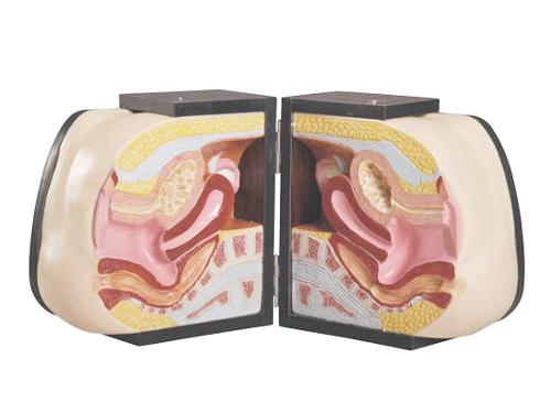 计划生育教具,模型根据<em>女性</em>内外 <em>生殖</em>器&quo