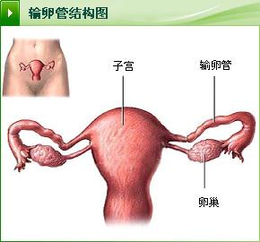第一节输卵管的解剖和位置  第二节输卵管上皮的变化  第三