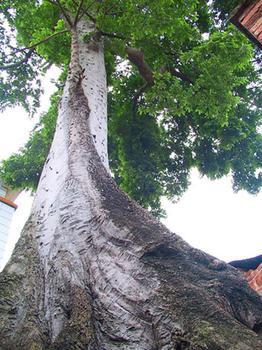 鬼树-+搜搜百科