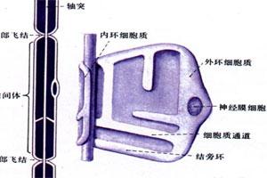 直立性低血压-+搜狗百科