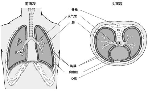 胸膜转移