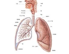 气管炎偏方+-+搜搜百科