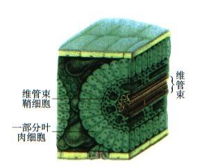 维管束彼此交织连接,构成初生植物体输导水分,无机盐及有机物质的一种