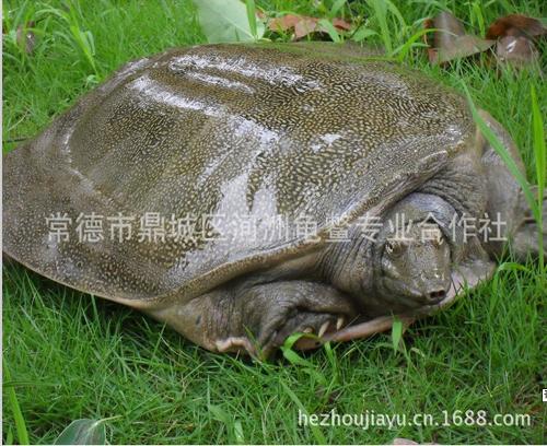 仿野生甲鱼