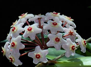 雪绒花,奥地利国花,又名火绒草,薄雪草,英文名称为edelweiss,为