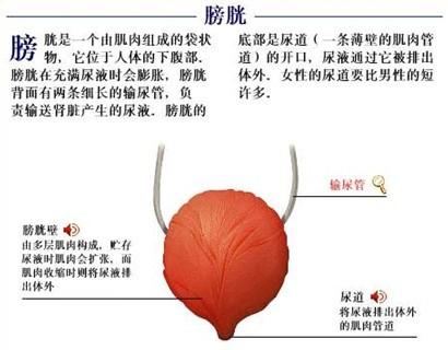 膀胱炎与<em>胃</em>肠道<em>症状</em>有密切的联系