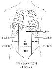 天性肠闭锁最常见于空肠下段及回肠,十二指肠次之,结肠闭锁则较为少见