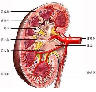 肾炎种类很多,急性(肾小球)肾炎, 慢性(肾小球)肾炎, 肾盂肾炎, 隐匿