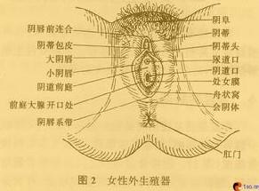 阴道口及尿道外口