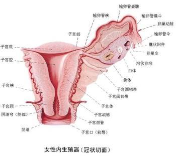 排卵期出血+-+搜搜百科