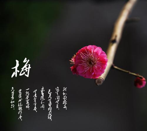 成语言花什么_语言暴力图片