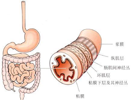 1病因录目小肠充气分布多在结肠框以内的中腹部,扩张重时,肠襻呈连续