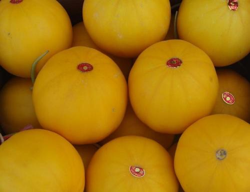 香瓜 - 搜狗百科