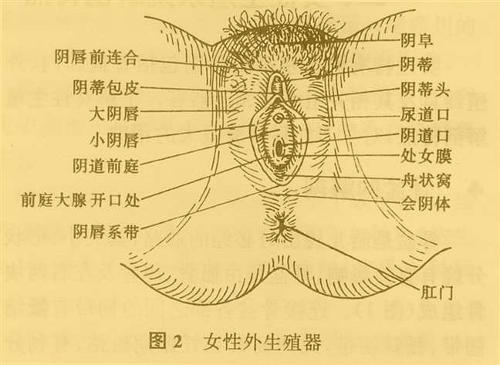 大阴唇