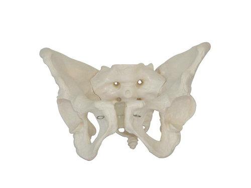 xm-131女性骨盆模型