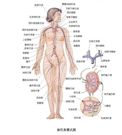 正常人了淋巴结图片