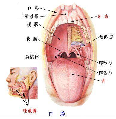 口腔器官包括唇,颊,舌,腭,龈,口底等软组织和上,下颌骨,牙齿及颞下颌