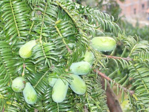 榧树 - 搜搜百科