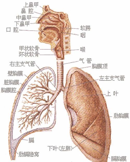 肺相关