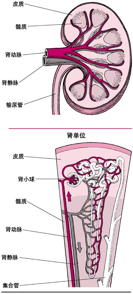 心脏死亡供者中高危供者供肾移植38例的临床研究(新)