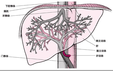 血液经肝静脉离开肝脏,此时肝动脉和门静