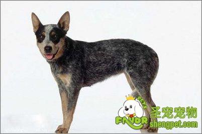 澳洲牧牛犬,曾一度叫做