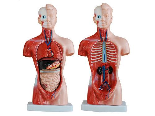 体态与内部器官的关系