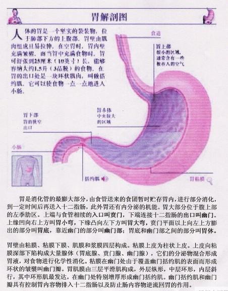 有时急性过敏反应也会引起胃痉挛,大约有九成的所谓胃部解剖图; 胃