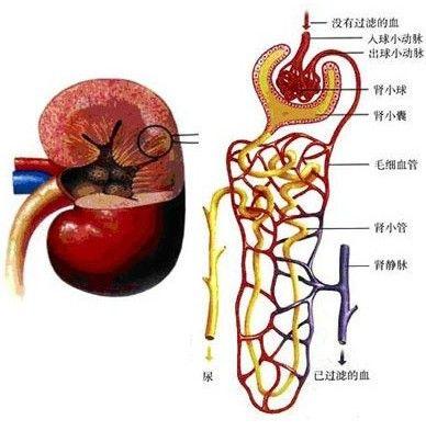 引起急性肾小管坏死的病因多种多样,可概括为两大类