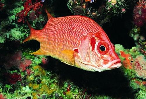 海洋生物