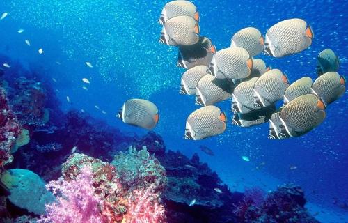 海洋生物