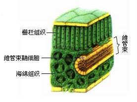 根据初生木质部与初生韧皮部排列方式的不同,可将维管束分为三种类型