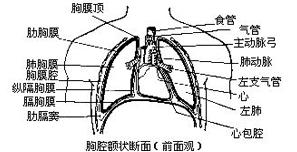 慢性化脓性胸膜炎