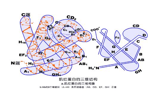 肌红蛋白的三级结构