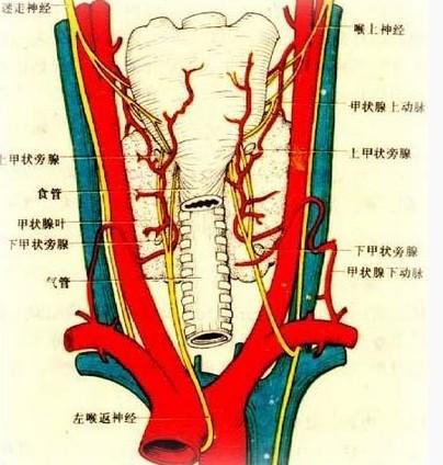 甲状腺