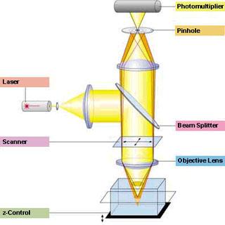 激光扫描共聚焦显微镜成像原理示意图