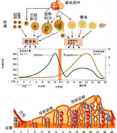 妇女在月经期不能从事较重的劳动,最好能给予适当的休息,逐渐形成了