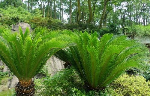 铁树(观赏植物)