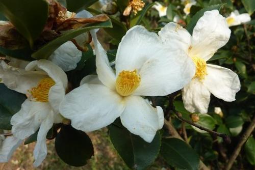 野生山茶花