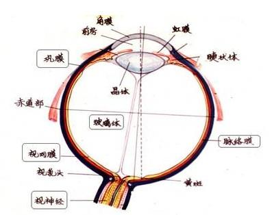 脉络膜黑色素瘤