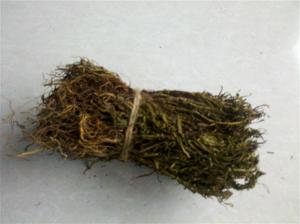 水灵芝 - 搜搜百科