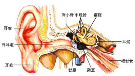 鼓膜也称耳膜,为一弹性灰白色半透明薄膜,将外耳道与中耳隔开.