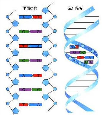 脱氧核糖核酸