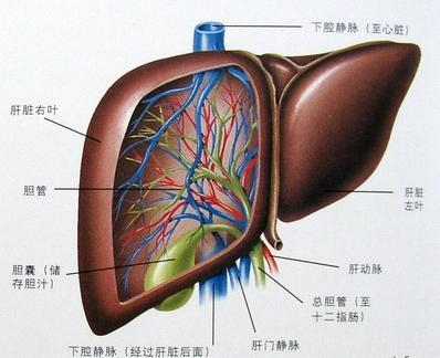 2)腹水 腹水的出现标志着肝脏功能e经失去代偿能力,其形成原因与