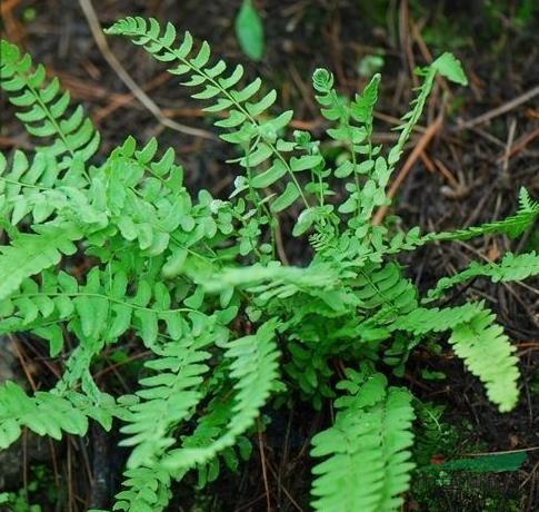 为小型石生蕨.植株高度为15～35厘米.根状茎短而直立,密生披针形鳞片.