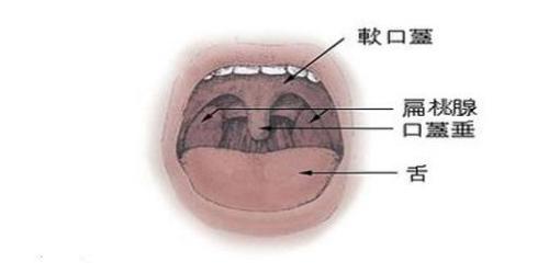 舌扁桃体肥大图片高清 80b胸围是多少