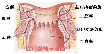 肛门异位