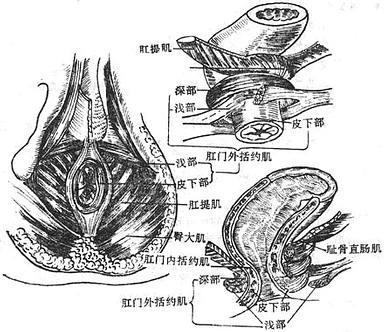 1980)统计肛门失禁341例中直肠癌104例,炎症性肠病70例,直肠脱垂40例