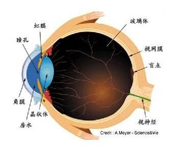 单纯疱疹病毒性角膜炎