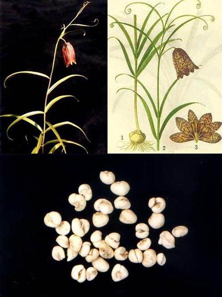 为百合科平贝母的干燥鳞茎.商品多来源于栽培,主产东北.